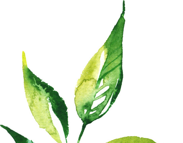庆典花卉花卉线描