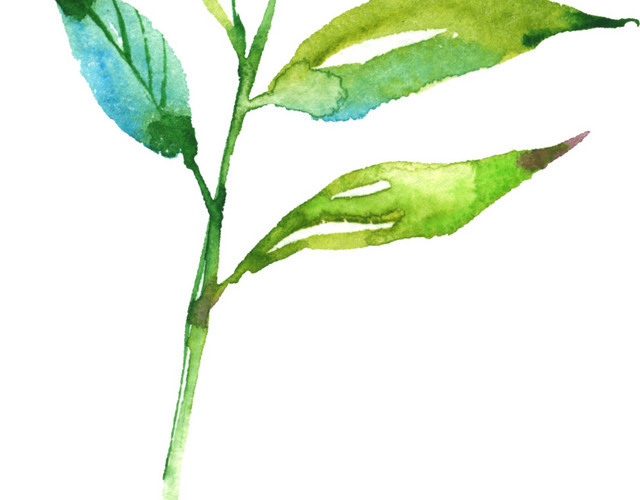 庆典花卉花卉线描