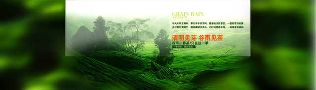 茶叶BANNER
