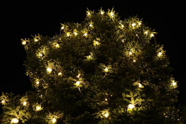 圣诞节 LICHTERKETTE 树 照明 圣诞树 杉木 冬青树