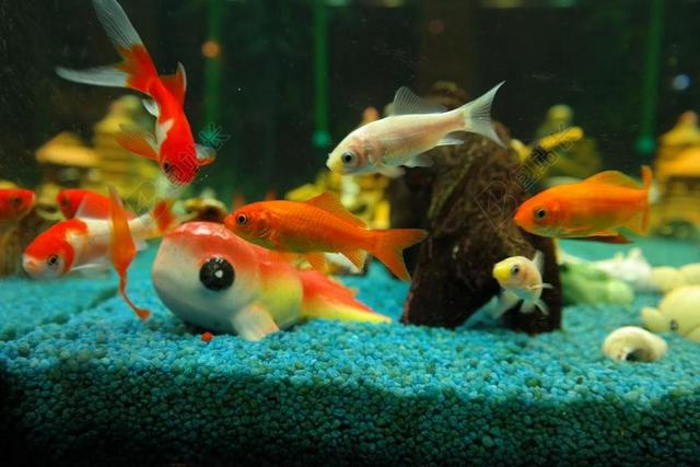 鱼 金鱼 淡水鱼 KARPFENFISCH 鲤科 水族馆