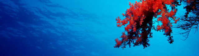 海底世界珊瑚摄影壁纸BANNER