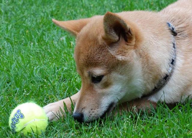 狗 远程访问 柴犬 宠物 播放 球 小狗