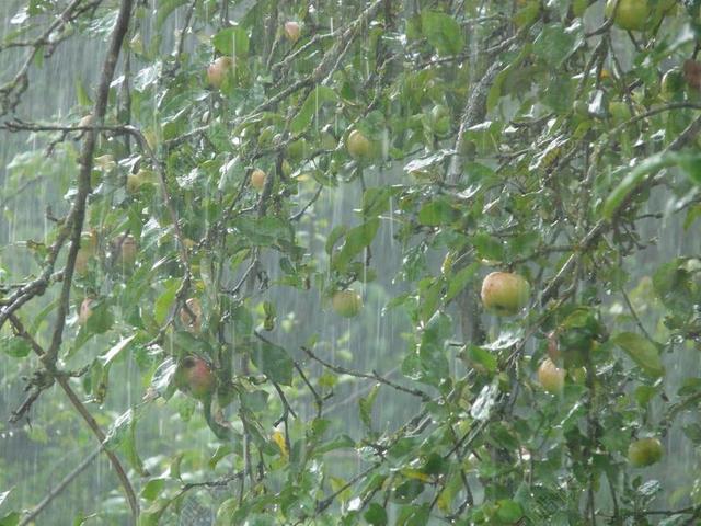 绿色植物大雨下的苹果树种植天气雨水背景图片