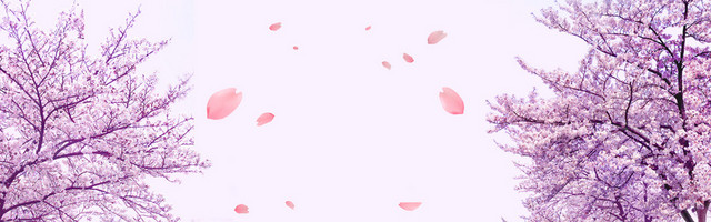 浪漫唯美樱花BANNER