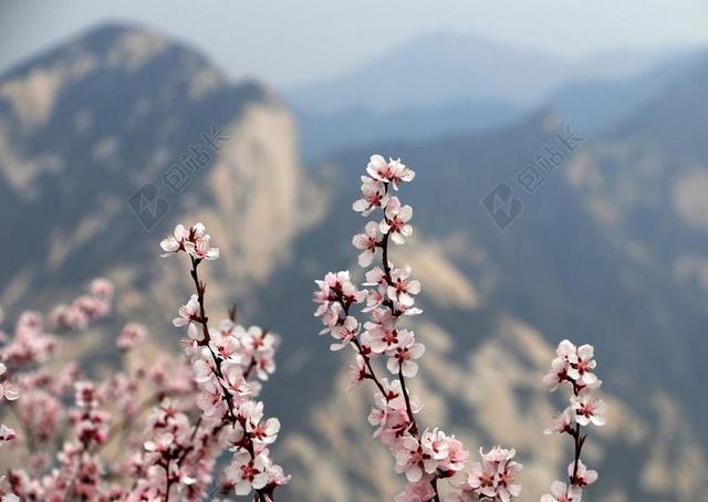 西安 梅花 山峰 华山