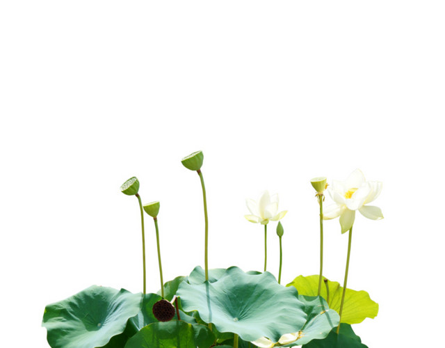 荷叶绿植莲叶莲花素材