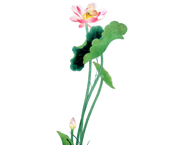 水生植物荷花素材