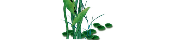 水生植物荷花素材
