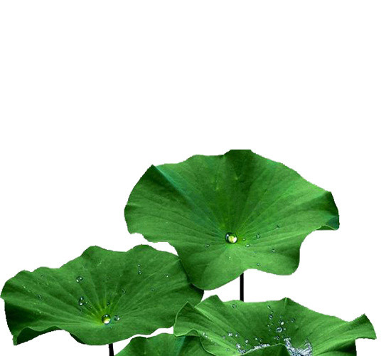 荷叶露珠植物素材