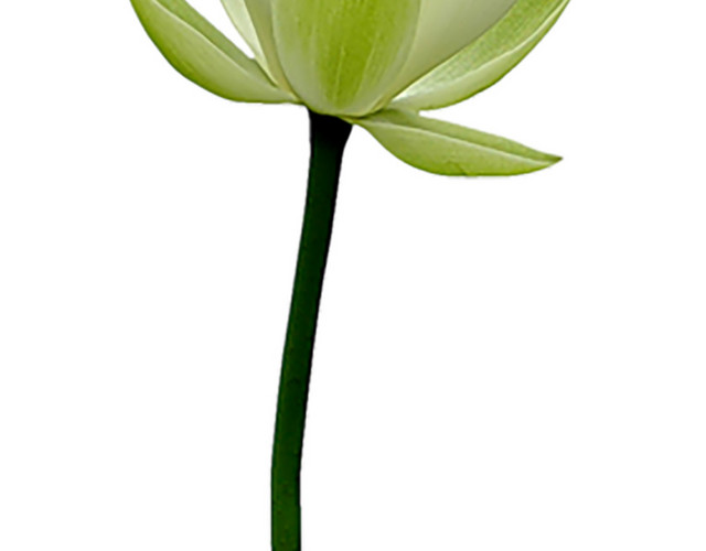 粉白色莲花苞素材
