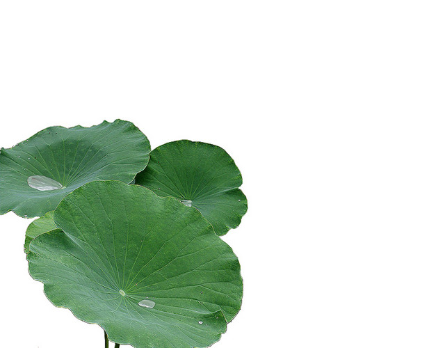 莲叶荷叶水珠素材