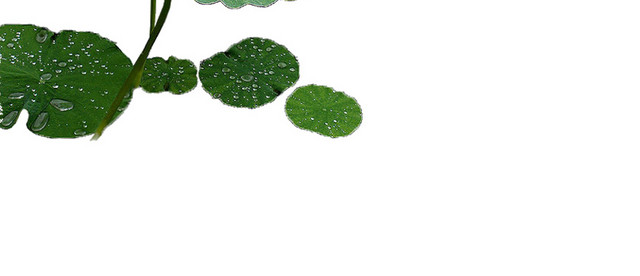 莲叶荷叶水珠素材