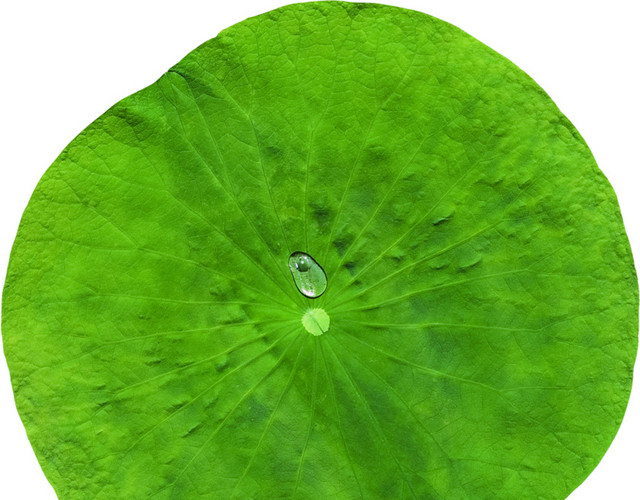 多边形莲叶植物荷叶素材