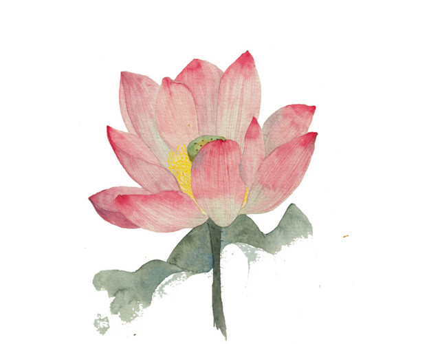 莲花花瓣粉色植物素材