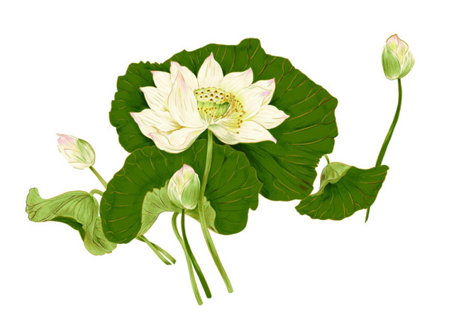 白色荷花水彩色植物素材