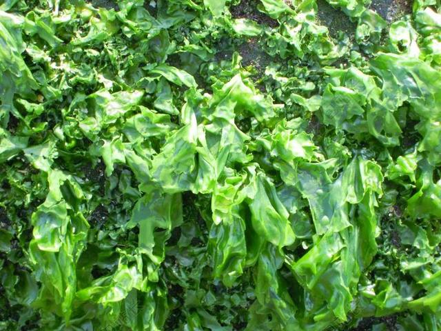 海藻 石蓴 SEA LETTUCE ULVA LACTUCA