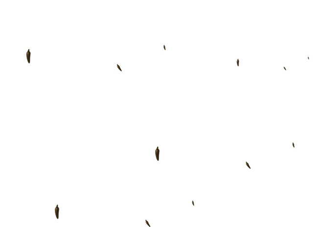 蒲公英