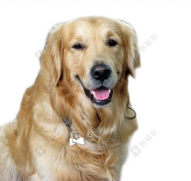 狗 金毛寻回犬 金 检索器 动物 宠物 品种 谱系 肖像