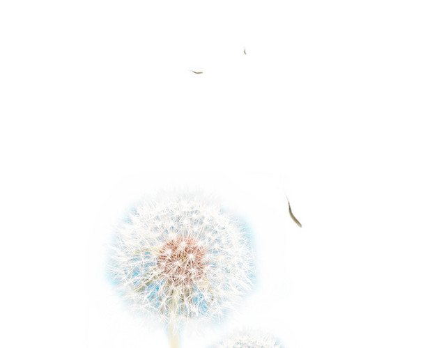 蒲公英