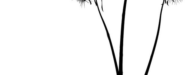 蒲公英