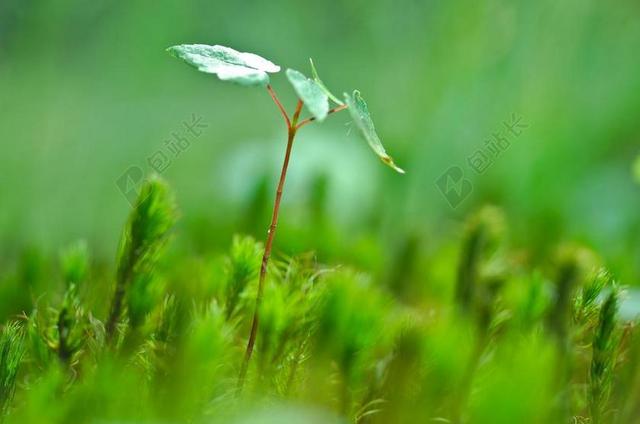 绿色农业自然植物草丛户外背景图片