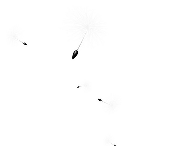 蒲公英