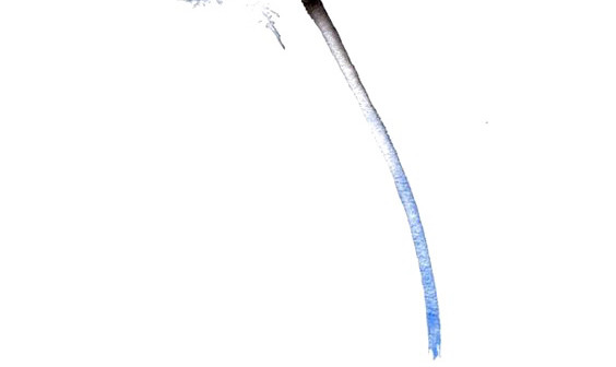蒲公英