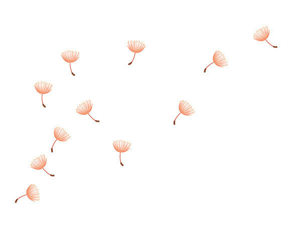 蒲公英