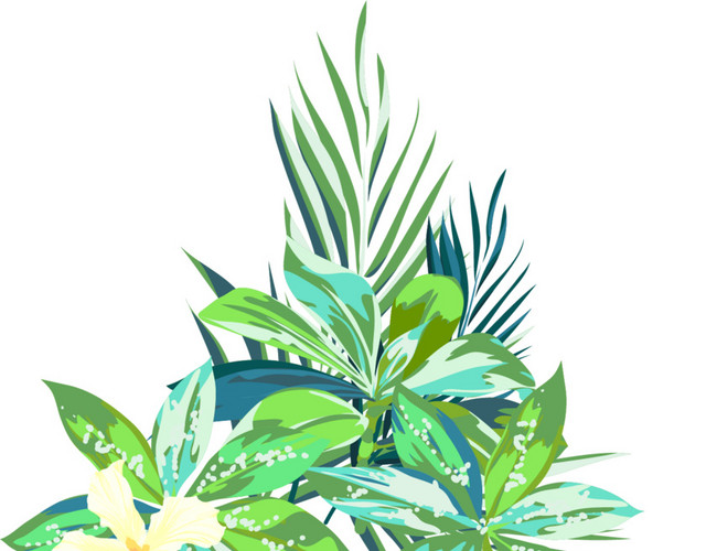 热带植物