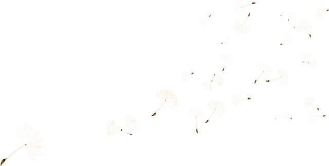 漂浮蒲公英