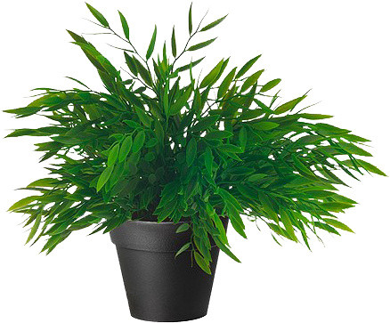 植物盆栽