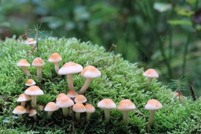蘑菇 森林 秋季 性质 植物 潮湿 污垢 苔 森林的地面