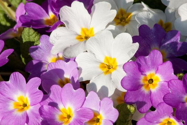 报春花 报春花寻常的混合 洋红色 白 属 报春花品种 鲜花