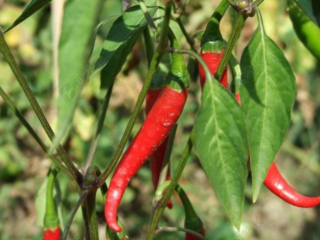 红辣椒 辣椒 蔬菜 食品 红色 香辣