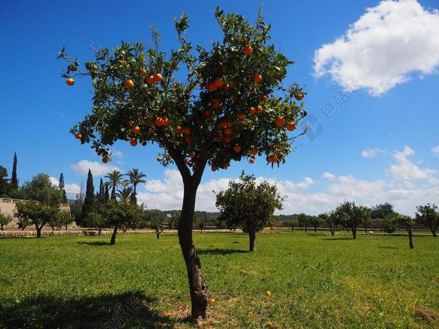 天竺葵 橙 奥兰治格罗夫 种植园 ORANGENGARGEN