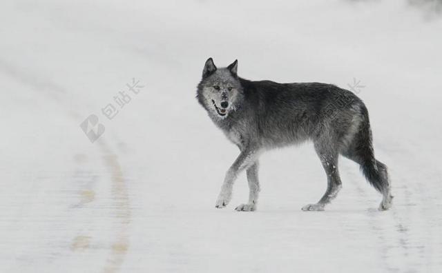 狼 孤单 捕食者 雪 野生动物 自然 野生 狼疮 寻找