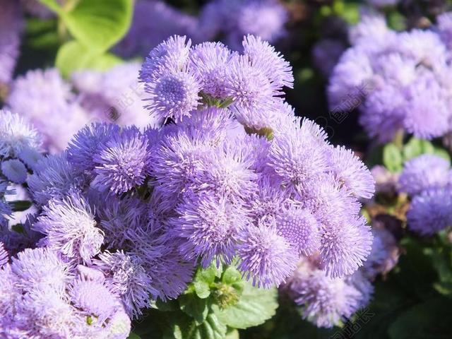 藿香蓟 鲜花 丁香 花园的花儿 胜红蓟 家庭菊科