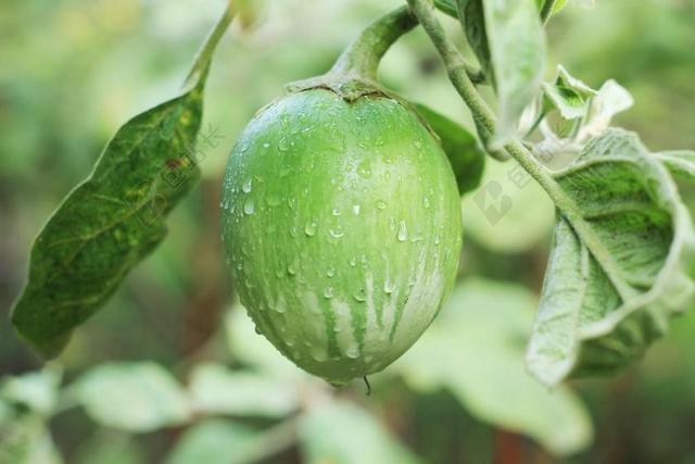 亚洲 农业 蔬菜 小水果 异国情调 农场 食品 食物 新鲜