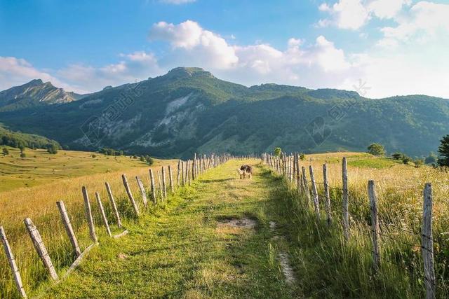 流浪 徒步旅行 山 景观 路径 狗 冒险 夏天 自然 户外