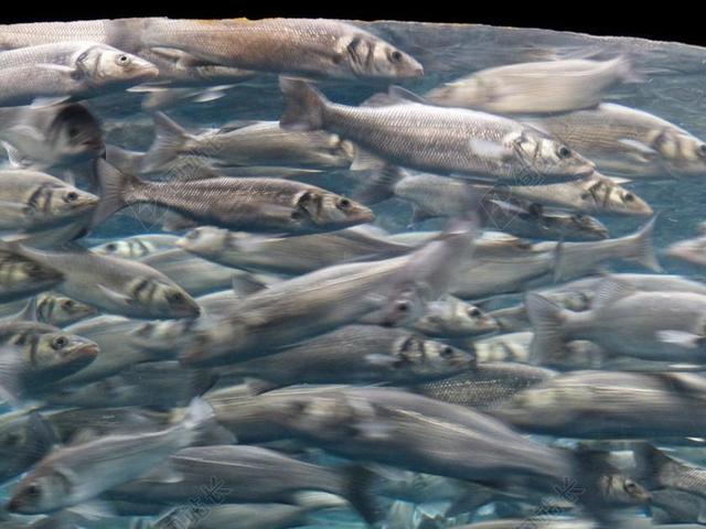 鱼 群 运动 沙丁鱼 水族馆 鱼群 沙丁鱼 PILCHARDUS
