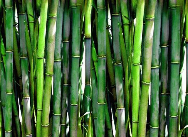 竹 森林 绿色 植物 木材 亚洲 日本 东方 禅宗 自然