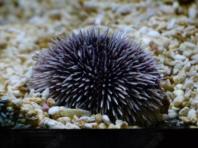 紫色广告自然海胆躺在砂砾中宣传背景图片