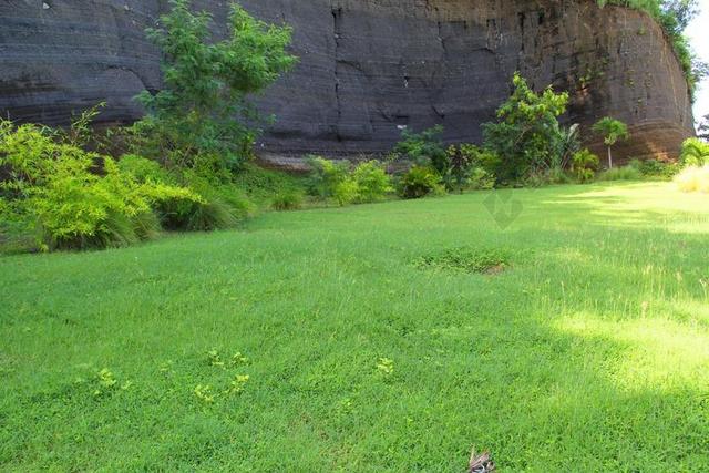植物 草 石 格林纳达 加勒比海 园艺 草坪 院子里 春