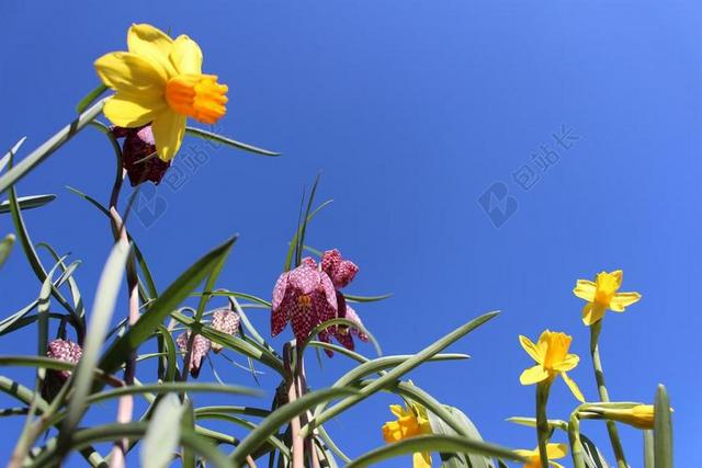 花 喇叭花 植物区系 黄色 天空 春天 水仙