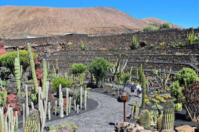 兰萨罗特岛 仙人掌园 火山  香料 性质 花园 植物学