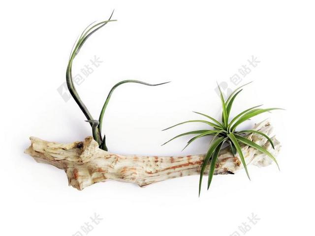 绿色装饰自然植物生长在树枝上宣传背景图片