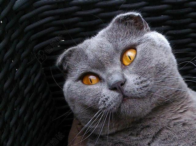 苏格兰折耳猫 品种的猫 猫小猫 灰色 动物 可爱的动物 背景