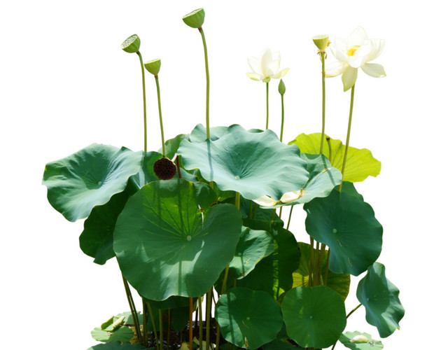 白色荷花绿色莲蓬莲子素材