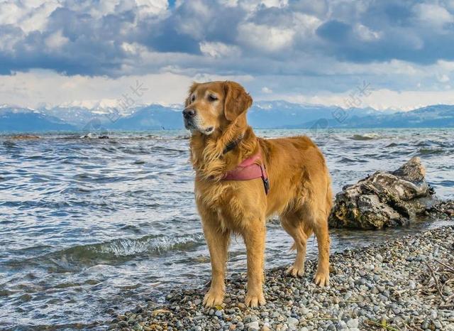 狗 博登湖 金毛猎犬 海滩 冬天 毛皮 阳光 播放